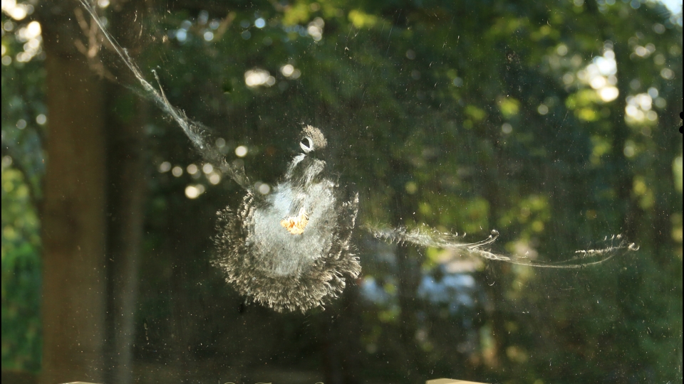 Impression left by a Mourning Dove on a window